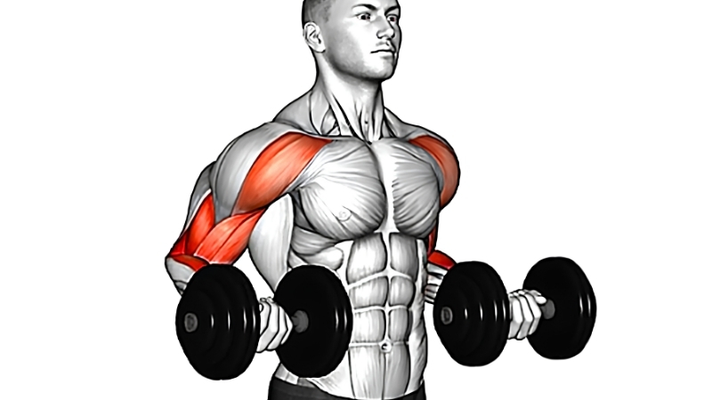 How to Choose the Best Bicep Exercises Dumbbells for Home