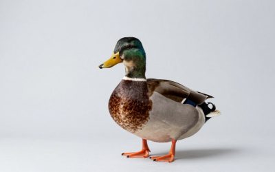 Best Duck Decoys for Realistic Field Setups