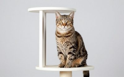 Best Window Cat Perches for Sunny Spots