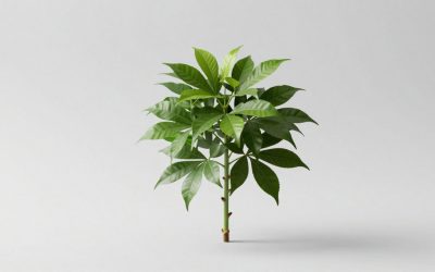 When Is the Next Plants vs Brainrots Update?